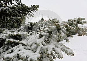 Snow covered fir tree branches in park. Winter landscape.