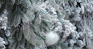 A snow-covered fir tree with cones. The concept of a Christmas holiday.