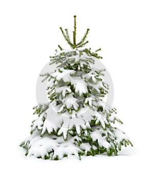 Snow-covered fir tree isolated on white