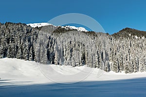 Snow-covered fir trees