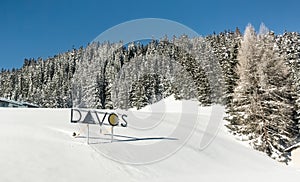 Snow-covered fir trees