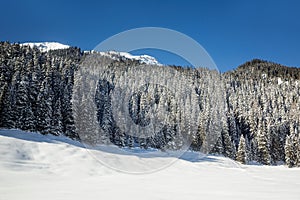 Snow-covered fir trees