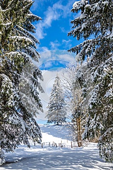 Tanne Bäume schön blauer himmel 