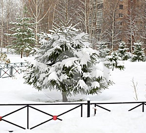 Snow-covered fir trees in the courtyard of an apartment building