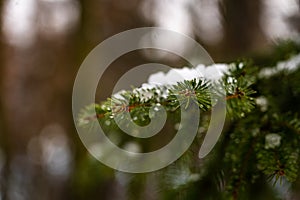 Snow covered fir trees in forest.