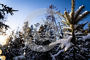 Snow covered fir trees in forest.