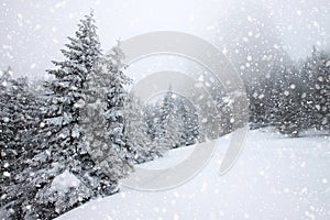 snow covered fir trees in heavy snowfall - Christmas background