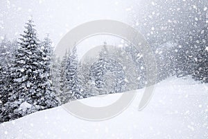 snow covered fir trees in heavy snowfall - Christmas background