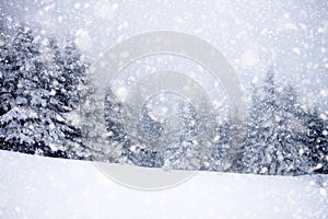 snow covered fir trees in heavy snowfall - Christmas background