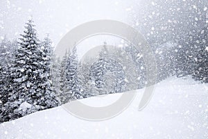 La nieve cubierto abeto árboles en pesado nevada fondo de navidad 