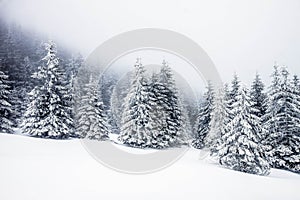 snow covered fir trees magical Christmas background