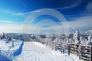 Snow-covered fir trees and mountain at background