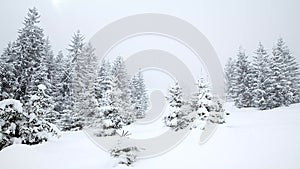 Snow covered fir trees. Snowfall
