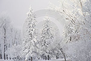 Snow covered fir trees. Winter frost forest. Cold december moning in the park.