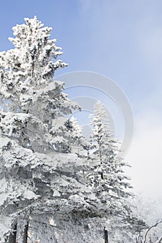 Snow covered fir trees. Winter frost forest. Cold december moning in the park.