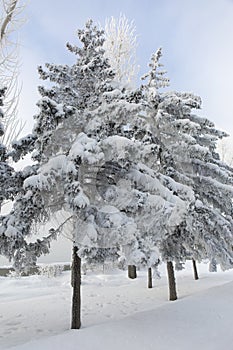 Snow covered fir trees. Winter frost forest. Cold december moning in the park.