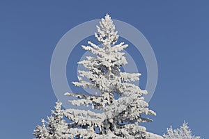 Snow covered fir trees. Winter frost forest. Cold december moning in the park.