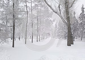 Snow covered fir trees. Winter frost forest. Cold december moning in the park.