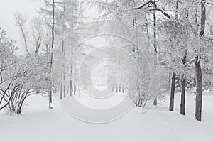 Snow covered fir trees. Winter frost forest. Cold december moning in the park.