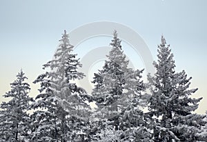 Snow covered fir trees. Winter frost forest. Cold december moning in the park.