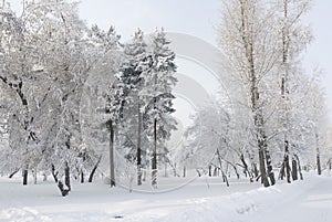 Snow covered fir trees. Winter frost forest. Cold december moning in the park.