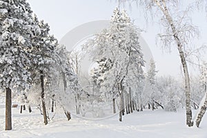 Snow covered fir trees. Winter frost forest. Cold december moning in the park.