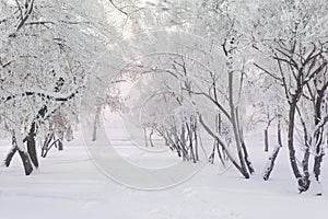 Snow covered fir trees. Winter frost forest. Cold december moning in the park.