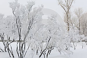 Snow covered fir trees. Winter frost forest. Cold december moning in the park.