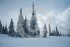 Snow covered fir trees winter snow in the mountains