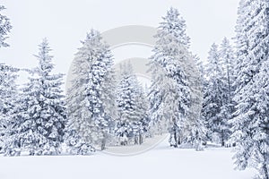 Snow-covered fir trees in wintertime