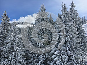 Snow covered firs