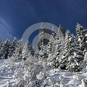 Snow covered firs