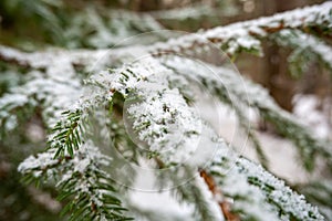 Snow-Covered Firs: Tranquil Scenes in Pokainu Mezs, Dobele, Latvia