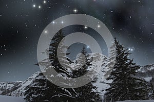 Snow covered firs under a starry sky photo