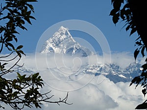 Snow-covered Fishtail mountain, Annapurna range, Nepal, framed by branches.