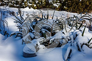 The snow-covered flowerbed