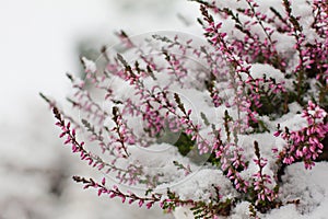 Snow covered flowers