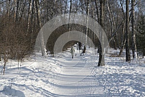 Snow covered footpath in a birch grove.