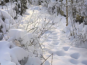 Snow covered footpath