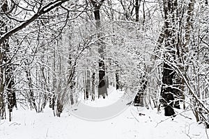 snow-covered footpath in snowy forest of city park