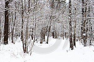 snow-covered footpath in snowy forest in winter