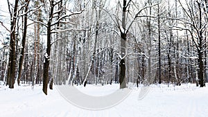 Snow-covered footpath in urban park in winter