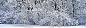 Snow-covered forest