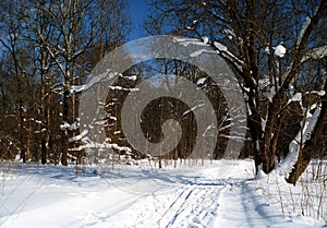 Snow covered forest