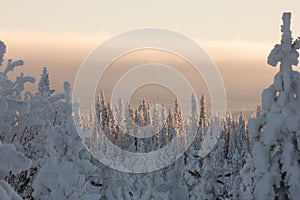 Snow covered forest