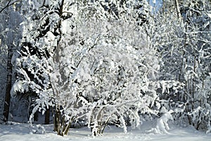 Snow covered forest