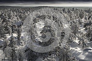 Snow covered forest