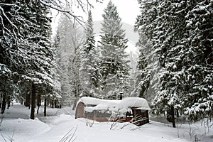 Snow-covered forest, Christmas trees in their white fur coats and a bath made of logs stands as if in a fairy tale