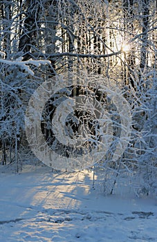 Snow-covered forest, a clear winter day