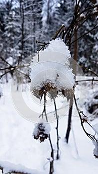 Snow-covered forest and dead bushes. Russian winter